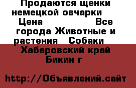 Продаются щенки немецкой овчарки!!! › Цена ­ 6000-8000 - Все города Животные и растения » Собаки   . Хабаровский край,Бикин г.